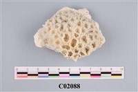 藏品(珊瑚化石)的圖片